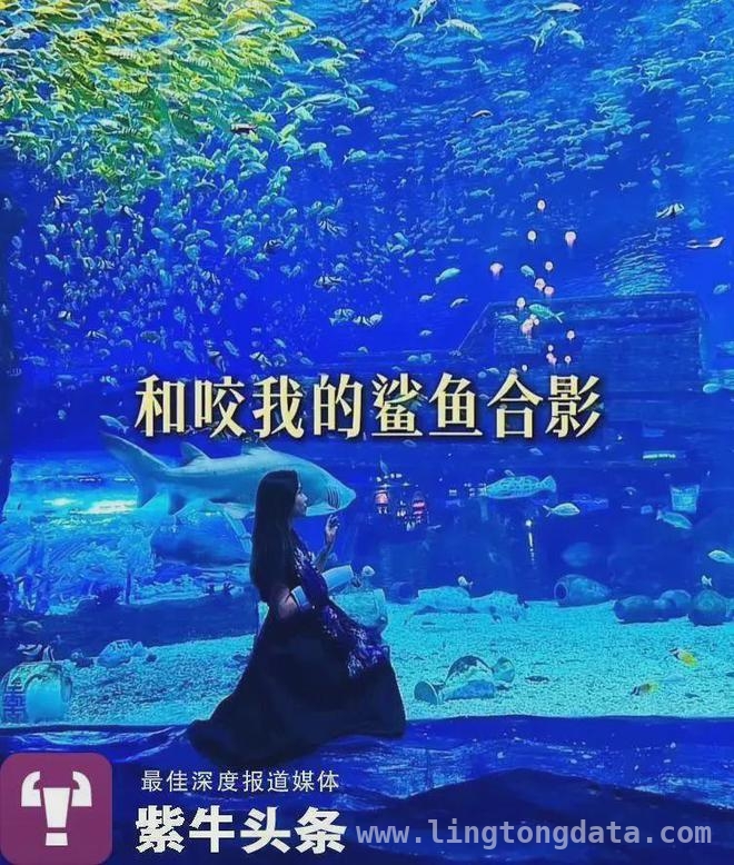 女子美人鱼大赛训练遭鲨鱼咬伤，法院判决引争议，女子美人鱼训练遇鲨灾，责任划分引当事人不满