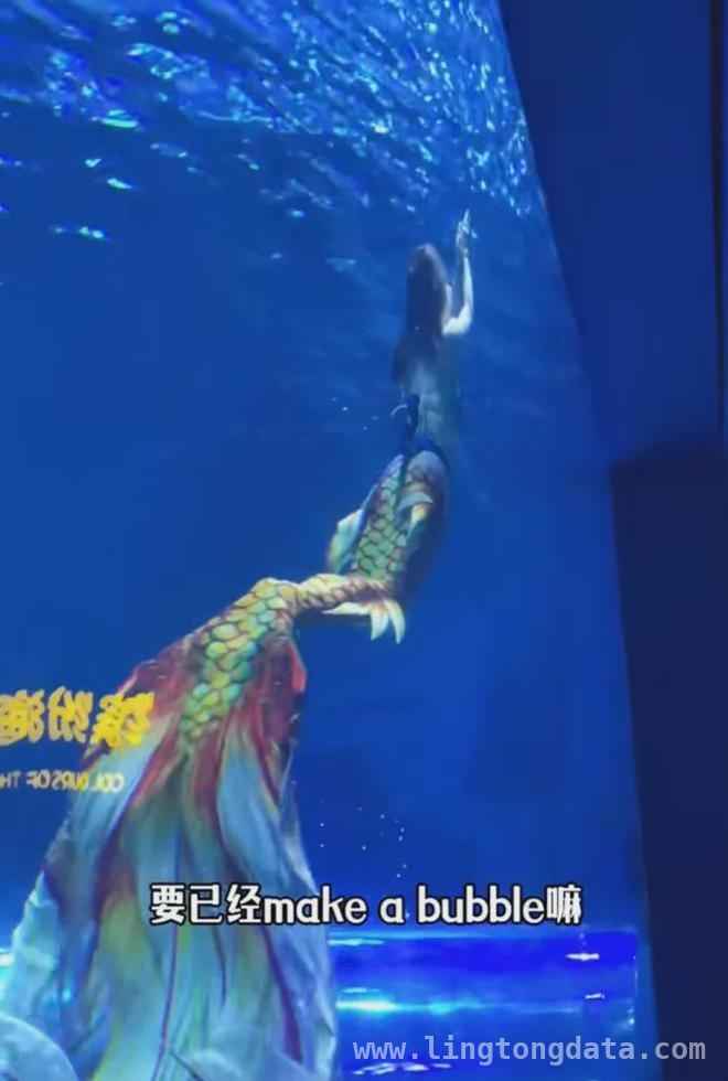 女子美人鱼大赛训练遭鲨鱼咬伤，法院判决引争议，女子美人鱼训练遇鲨灾，责任划分引当事人不满