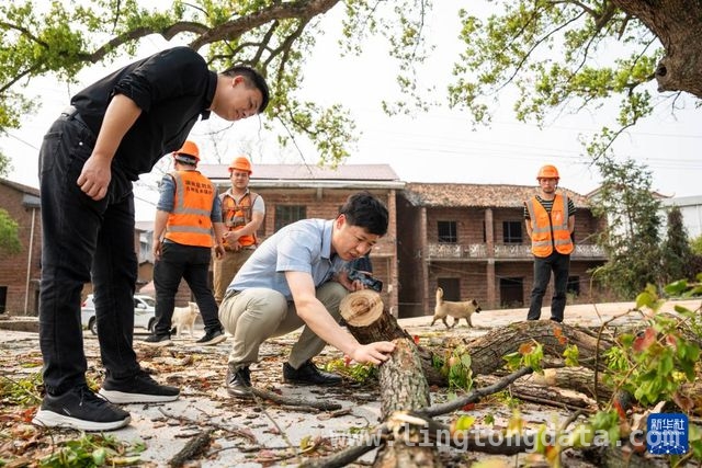 吴磊：以自然疗法为湖南古树“治病”，中南林业专家吴磊：让湖南濒危古树“病有所医”