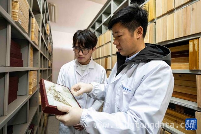 吴磊：以自然疗法为湖南古树“治病”，中南林业专家吴磊：让湖南濒危古树“病有所医”