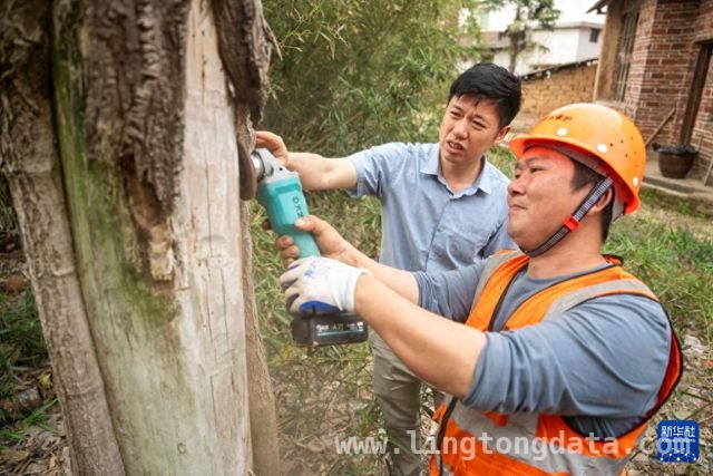 吴磊：以自然疗法为湖南古树“治病”，中南林业专家吴磊：让湖南濒危古树“病有所医”