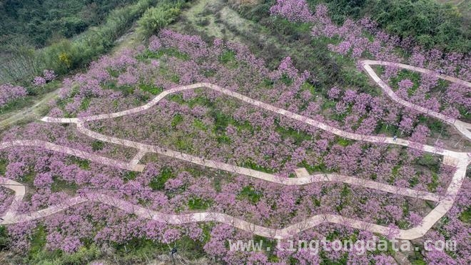 追春之旅，跟着“花开三峡 香约忠州”线路感受春日浪漫，文旅部推乡村旅游线路，重庆忠县这条赏花路线太绝了！