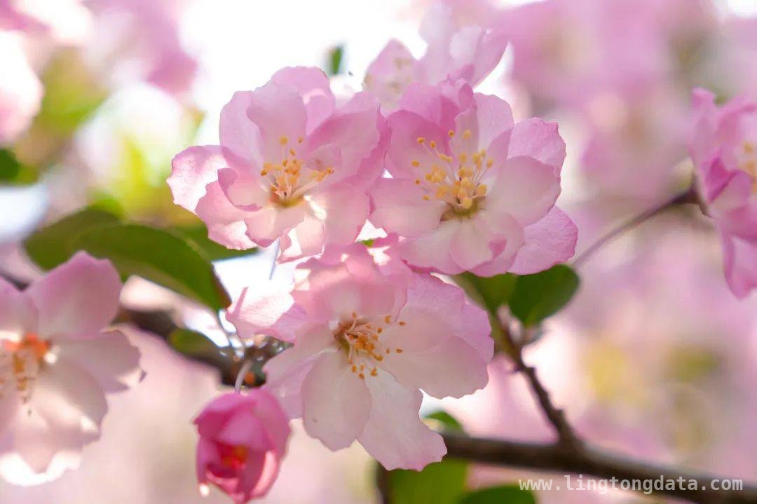 春日游朱家角，赏玉兰桃花之美