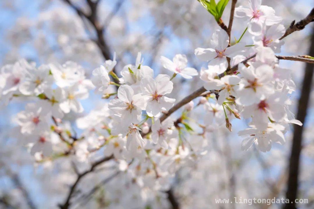春日游朱家角，赏玉兰桃花之美