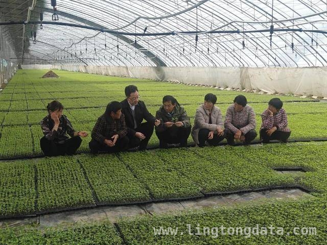 产业顾问组为睢县辣椒“把脉开方”，乡村振兴添动力