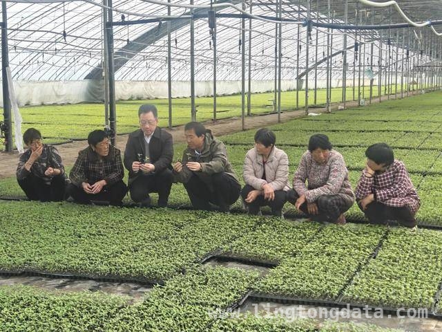 产业顾问组为睢县辣椒“把脉开方”，乡村振兴添动力