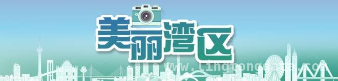 4月中大珠海校区：金黄木棉邂逅火红花海 当金黄木棉遇上红色花海，中大珠海校区美出圈！