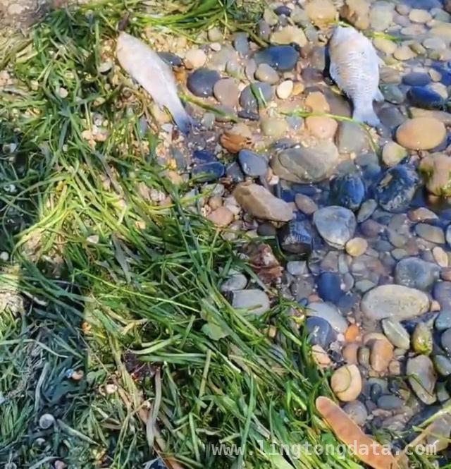 洱海部分湖湾现死鱼，竟是“越冬综合症”作祟，大理洱海现少量死鱼，官方揭秘“越冬综合症”真相
