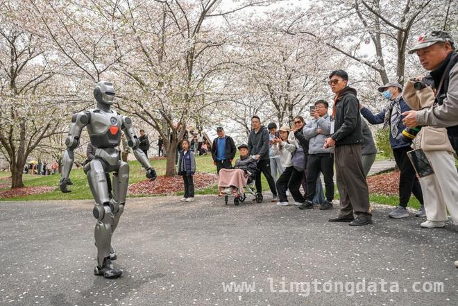 上海顾村公园：机器人陪你赏樱过科技之春