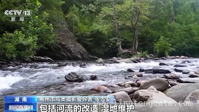 张吉安30年坚守：用影像守护鸟类家园，“摄鸟达人”张吉安：用镜头记录郴州鸟类家园变迁
