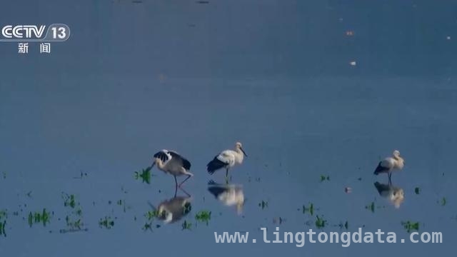 张吉安30年坚守：用影像守护鸟类家园，“摄鸟达人”张吉安：用镜头记录郴州鸟类家园变迁