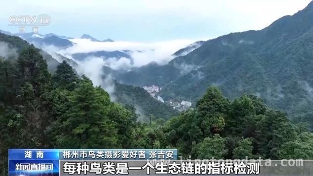 张吉安30年坚守：用影像守护鸟类家园，“摄鸟达人”张吉安：用镜头记录郴州鸟类家园变迁