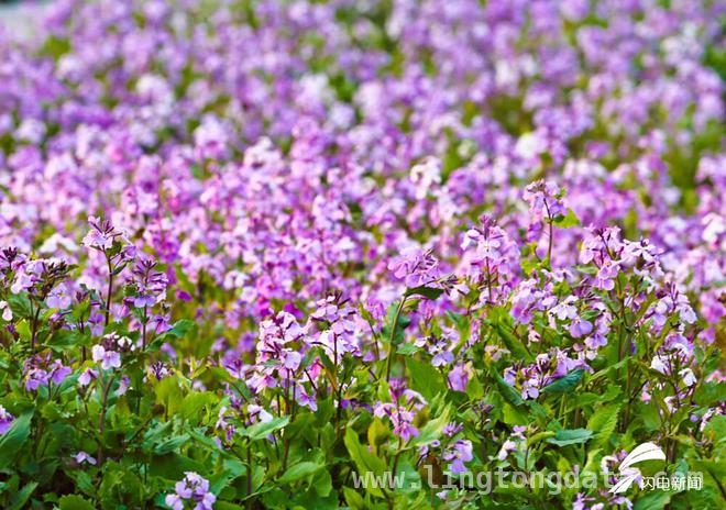 走进日照碳汇花海，感受春日浪漫诗篇