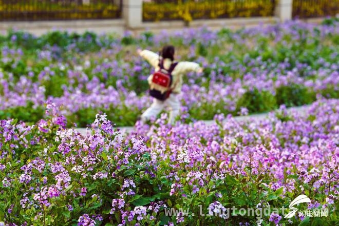 走进日照碳汇花海，感受春日浪漫诗篇