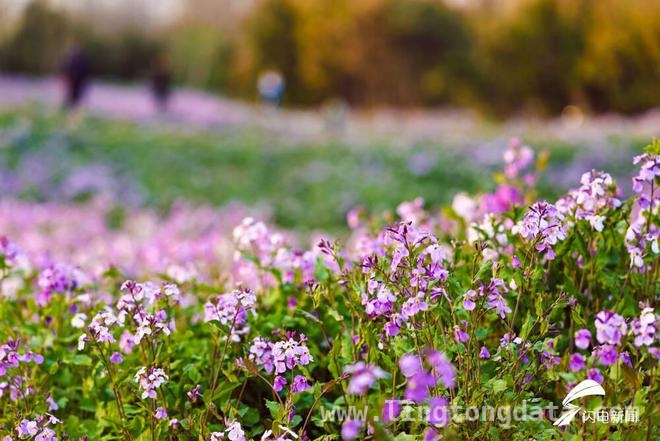 走进日照碳汇花海，感受春日浪漫诗篇