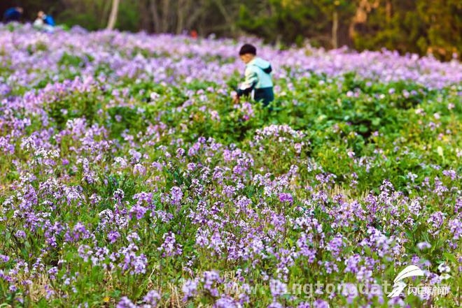 走进日照碳汇花海，感受春日浪漫诗篇