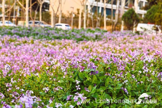 走进日照碳汇花海，感受春日浪漫诗篇
