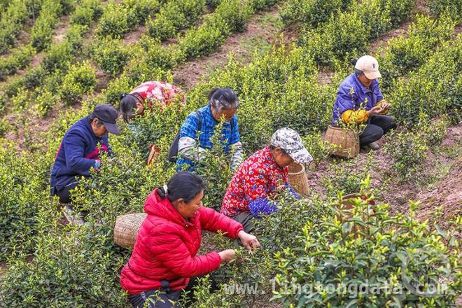 5. 聚焦蛇年春日：用镜头捕捉忠县黄金芽茶的灵动之美