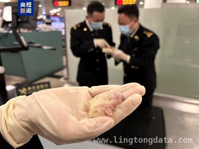 厦门海关查获濒危太阳锥尾鹦鹉雏鸟，案件已立案调查，厦门海关破获濒危太阳锥尾鹦鹉雏鸟走私案，立案调查进行时