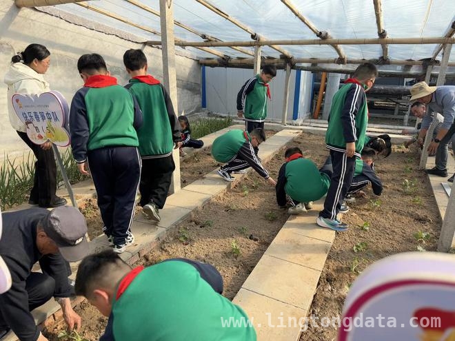 陈庄镇中心小学春季蔬菜种植：劳动实践里的“五育并举”