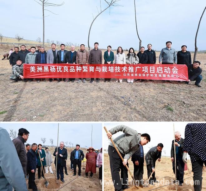 费县召开林业项目启动会，为无絮杨树繁育栽培提速