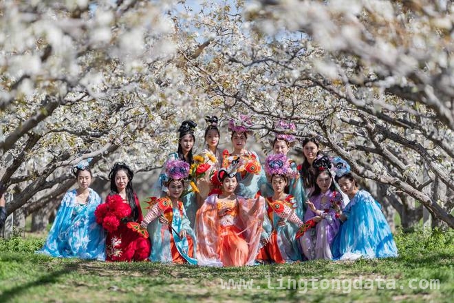 金乡梨花节：以花为媒，解锁乡村振兴新密码