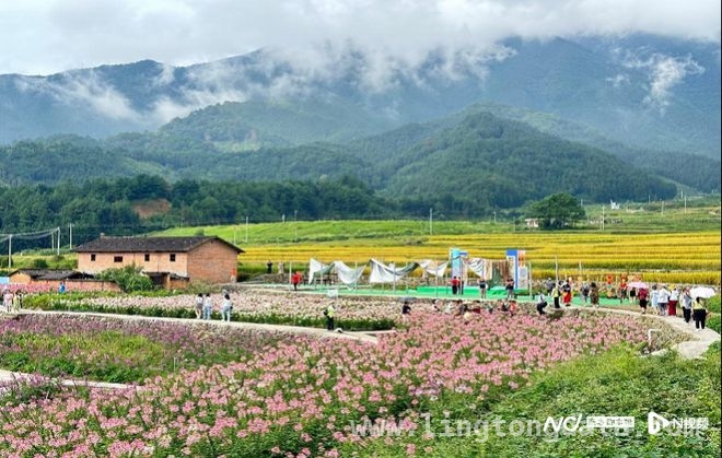 广东清远“锦绣花海”之旅，开启春日乡村浪漫游