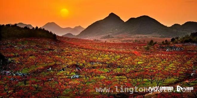 广东清远“锦绣花海”之旅，开启春日乡村浪漫游