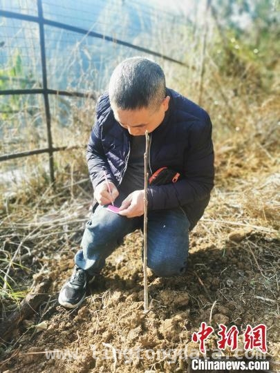 湖北五峰后河保护区：630株珍稀苗木野外“回家” 湖北五峰后河保护区：珍稀植物野外回归，为生物多样性添彩