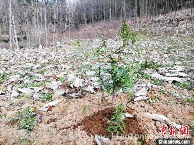 湖北五峰后河保护区：630株珍稀苗木野外“回家” 湖北五峰后河保护区：珍稀植物野外回归，为生物多样性添彩