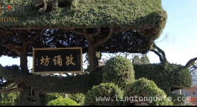 走进菏泽古今牡丹园，邂逅牡丹节的浪漫与文化