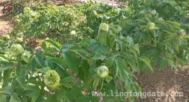 走进菏泽古今牡丹园，邂逅牡丹节的浪漫与文化