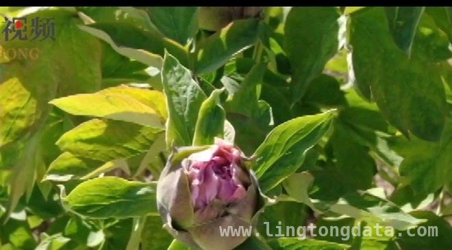 走进菏泽古今牡丹园，邂逅牡丹节的浪漫与文化
