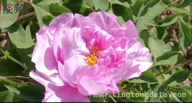 走进菏泽古今牡丹园，邂逅牡丹节的浪漫与文化