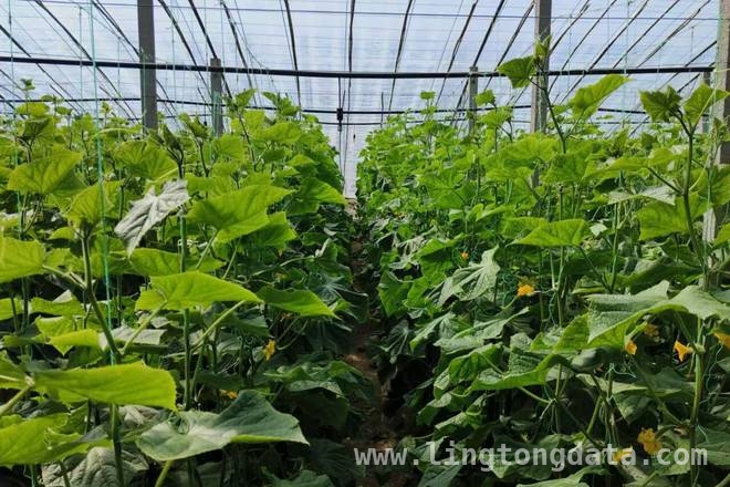 探秘冯家花园村：黄瓜产业如何让村民腰包鼓起来