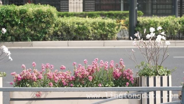 徐汇区花箱矮生玉兰盛开，丰富街头景观