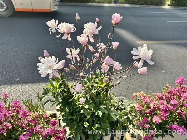 徐汇区花箱矮生玉兰盛开，丰富街头景观