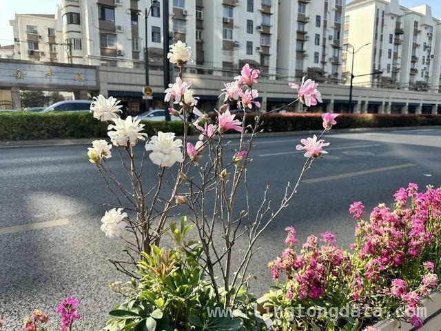 徐汇区花箱矮生玉兰盛开，丰富街头景观