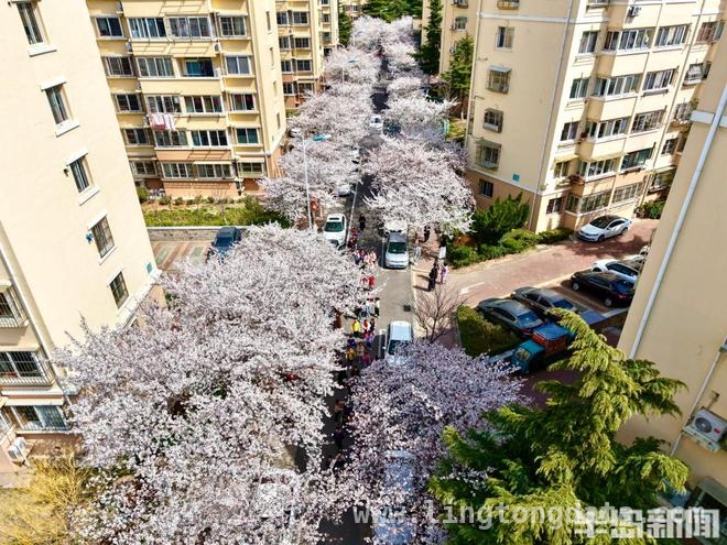 赏樱好去处！翠湖社区樱花节开启梦幻之旅