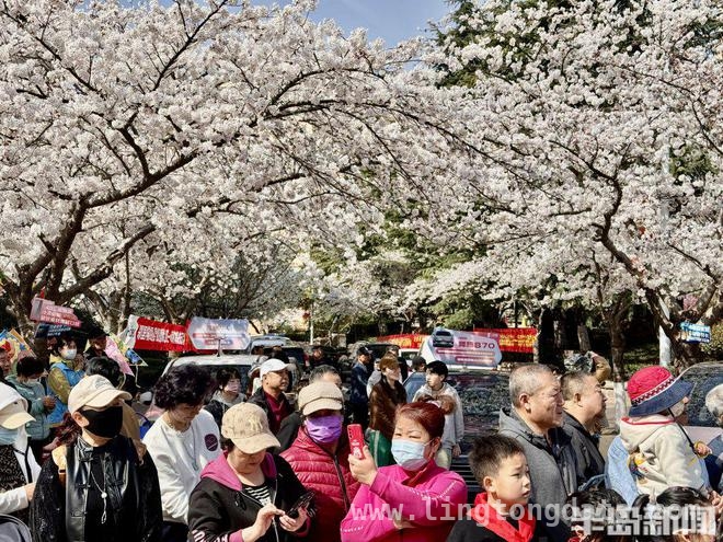 赏樱好去处！翠湖社区樱花节开启梦幻之旅
