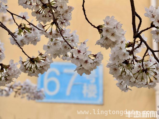 赏樱好去处！翠湖社区樱花节开启梦幻之旅