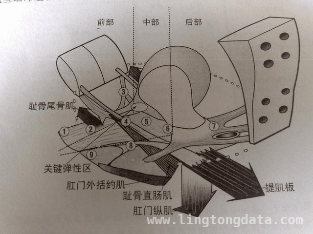 别让盆底器官脱垂，偷走你的健康与幸福！，王奶奶的“下坠”困扰：盆底器官脱垂全解析