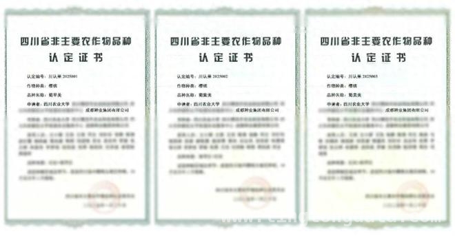 “蜀早美”等樱桃即将上市，开启本土樱桃新体验！，成都种业集团携手川农大，“蜀”系樱桃引领产业新发展！