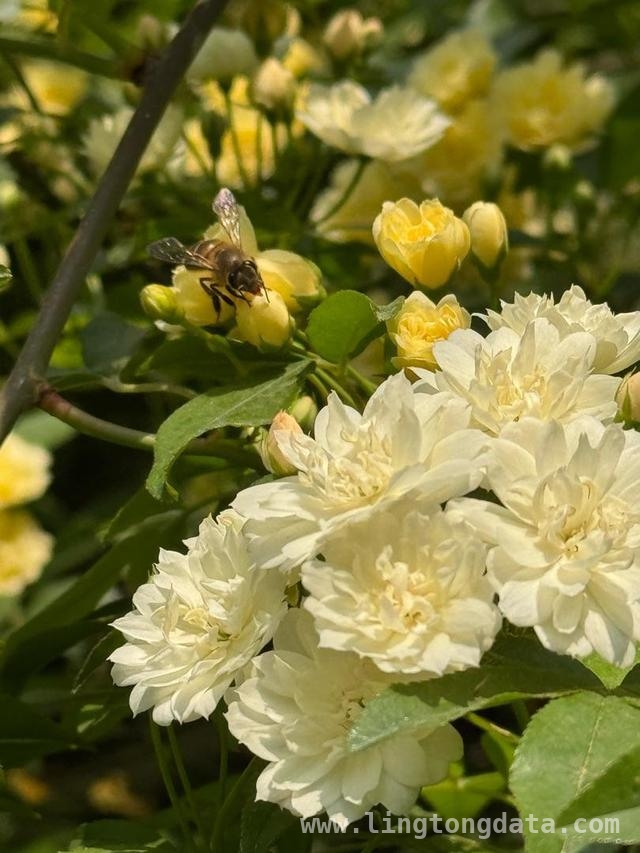 碑亭巷花事盛，木香花开映古墙