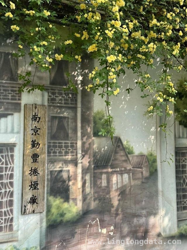 碑亭巷花事盛，木香花开映古墙