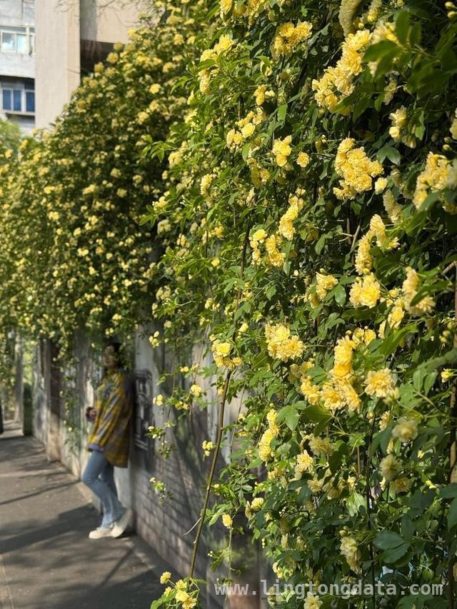 碑亭巷花事盛，木香花开映古墙