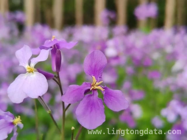 春日长宁，紫色花海邀你赴约