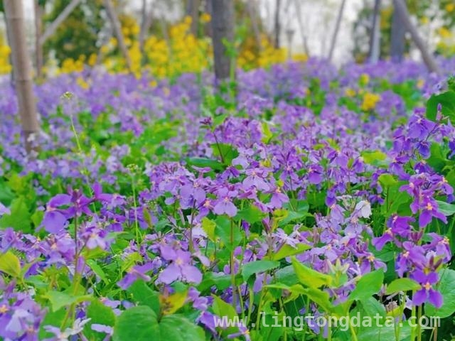 春日长宁，紫色花海邀你赴约