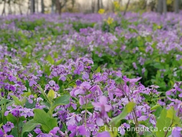 春日长宁，紫色花海邀你赴约