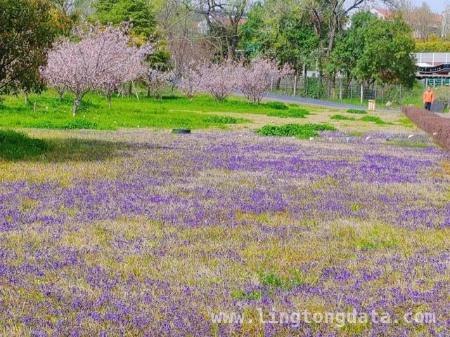 春日长宁，紫色花海邀你赴约